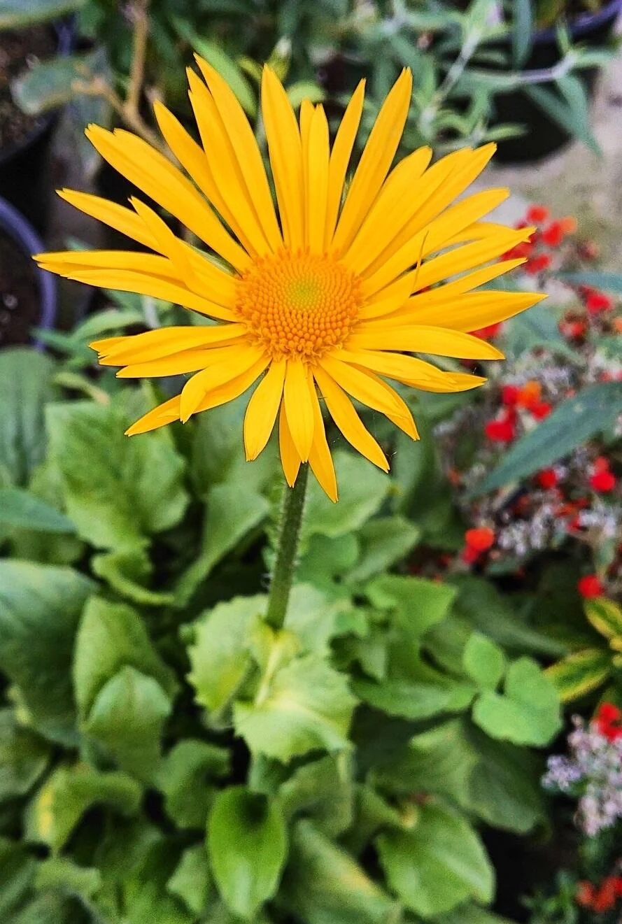 Dronium Plant