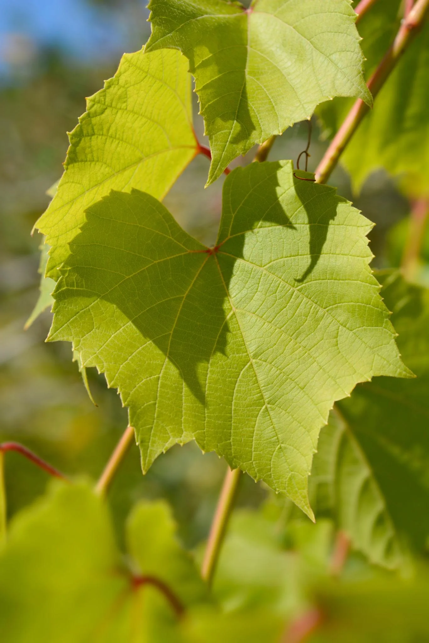 Grape