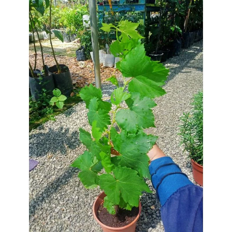 Grape thumbnail 3
