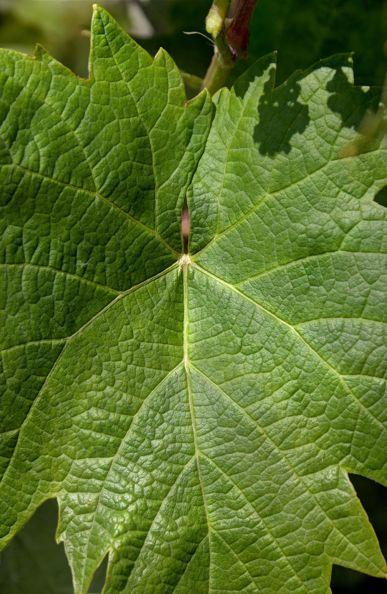 Grape thumbnail 4