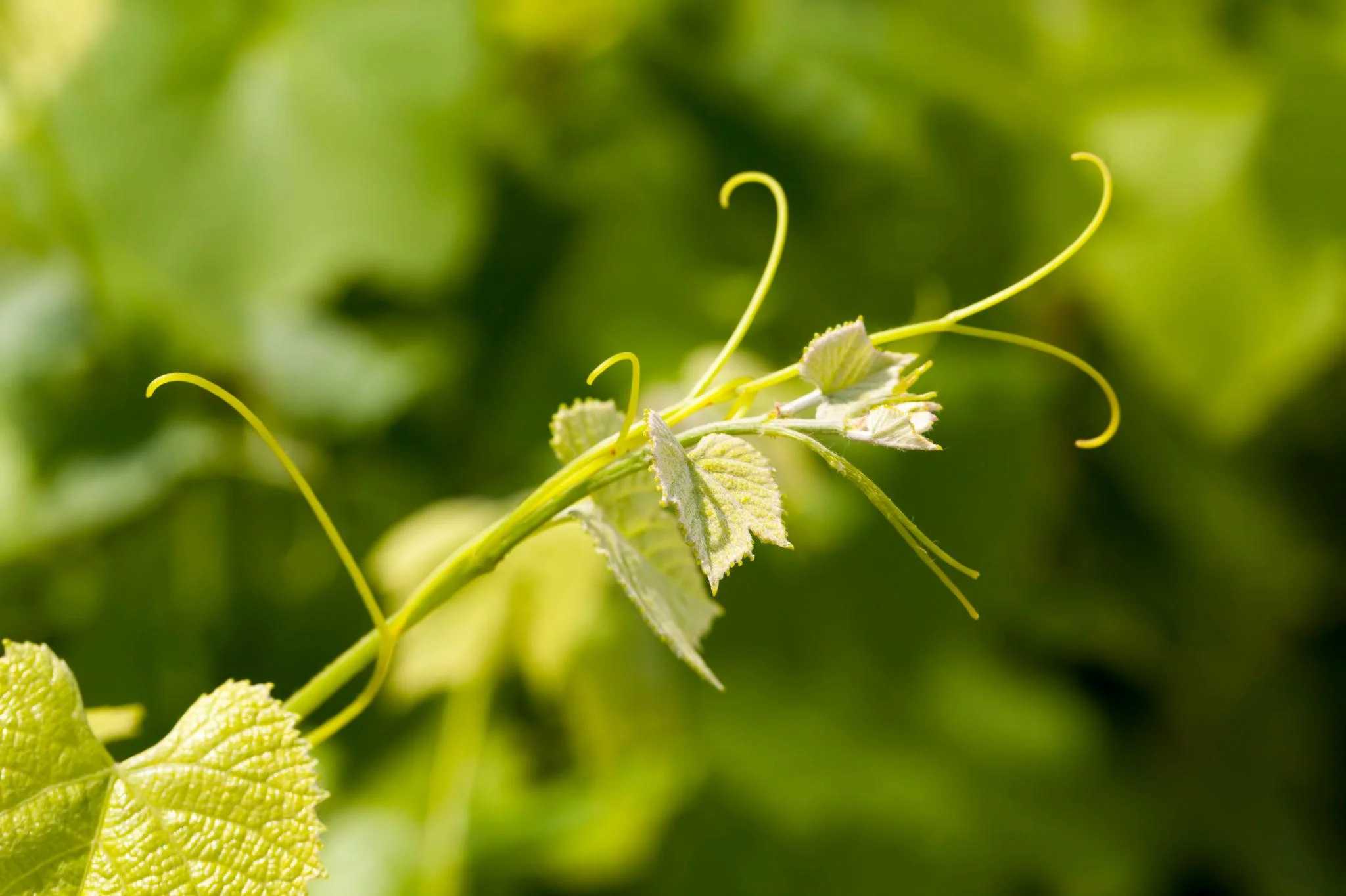 Grape thumbnail 5