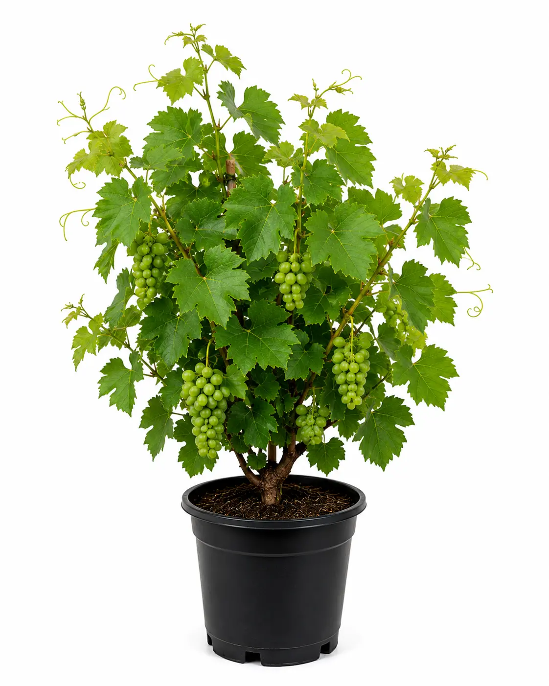 Grape