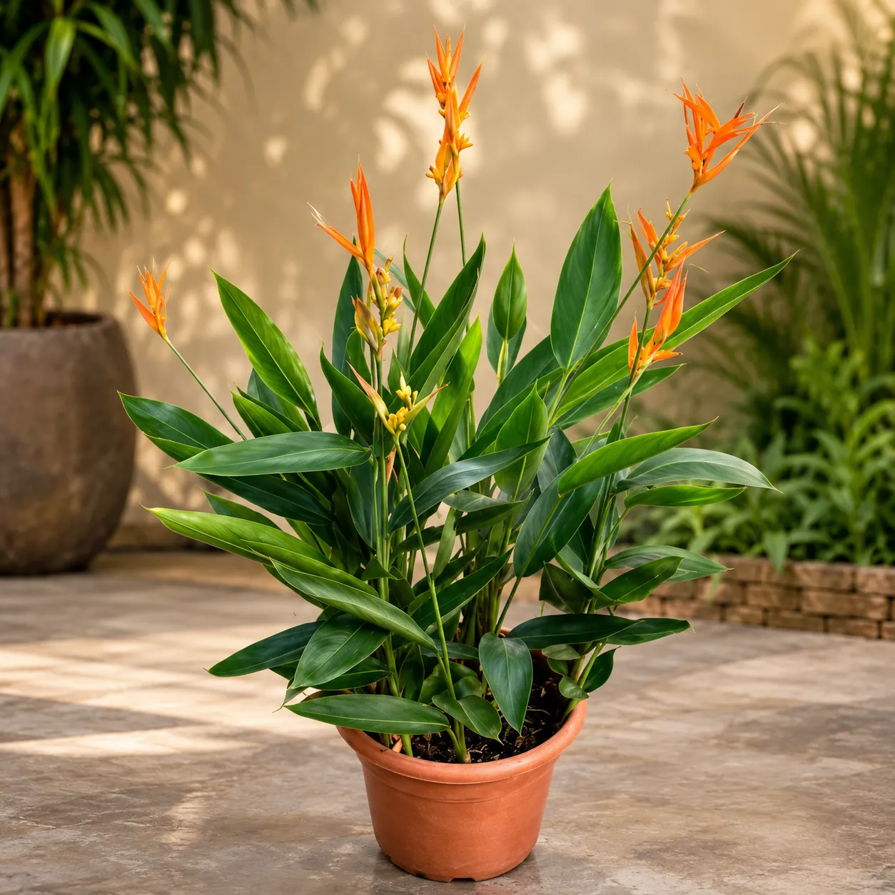 Heliconia