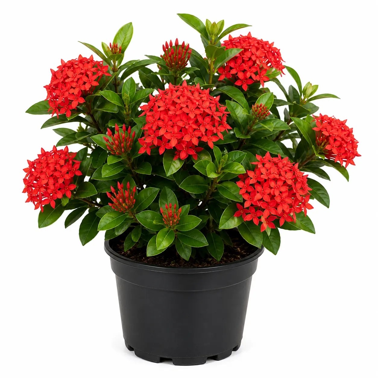 Xeroa Red Ixora Live Plant, Vibrant Red Flowering Shrub, Ideal For Gardens And Landscapes