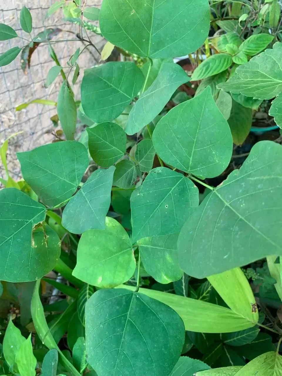Kalyana Murungai Stem Cuttings, Pangara, Coral Tree Stem, Erythrina Variegata Plant Stem Cuttings