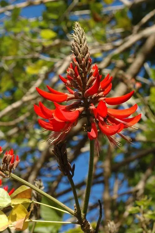 Kalyana Murungai Stem Cuttings, Pangara, Coral Tree Stem, Erythrina Variegata Plant Stem Cuttings thumbnail 2