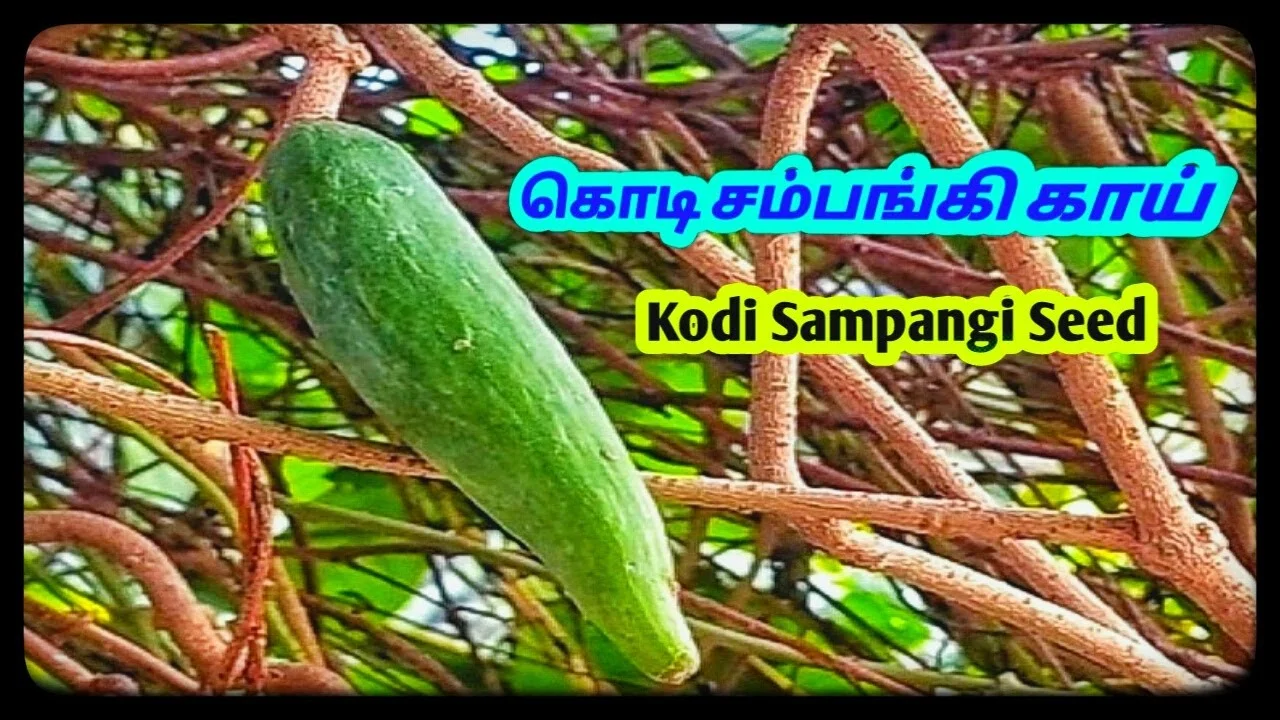 Kodi Sambaki