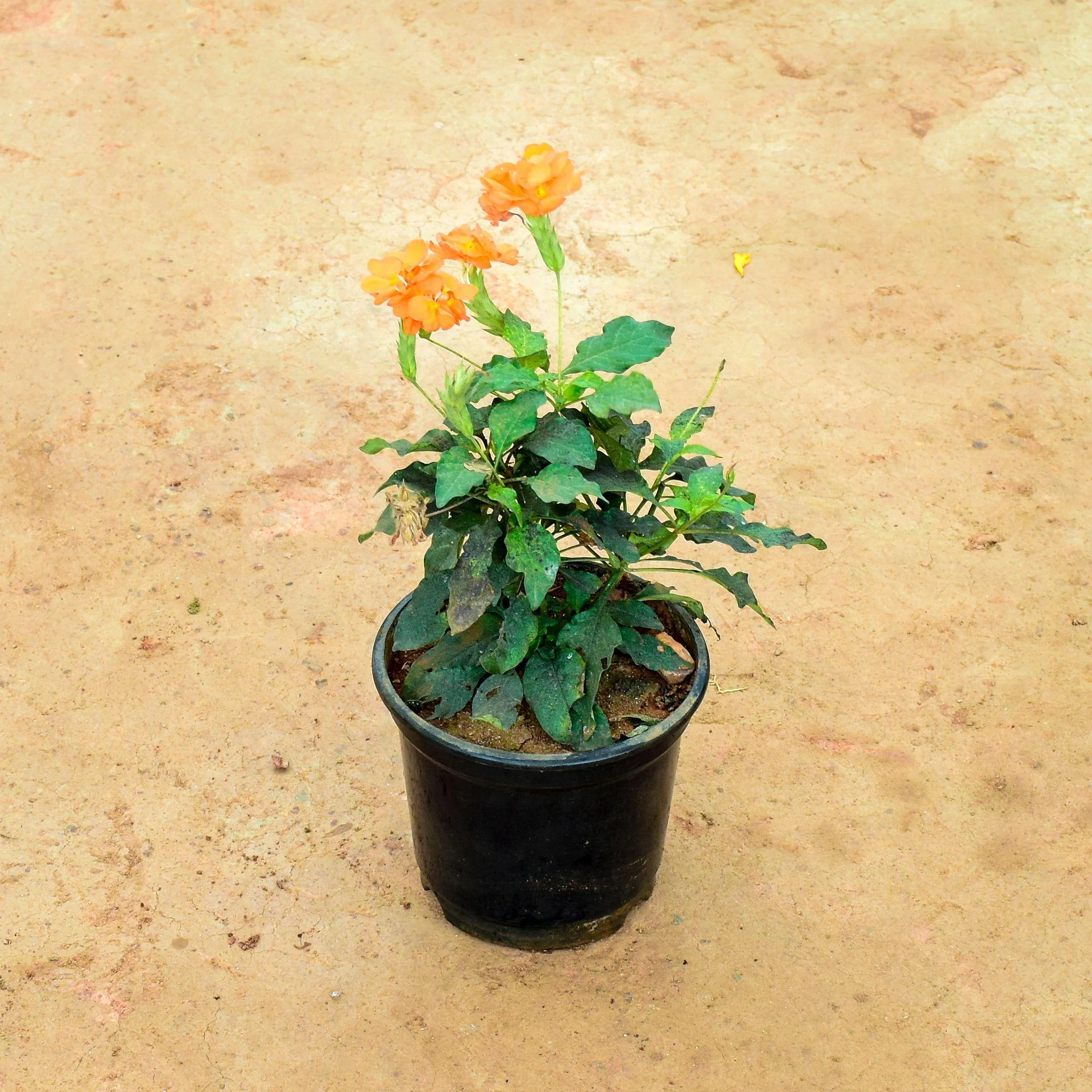Krishna Kanakambaram
