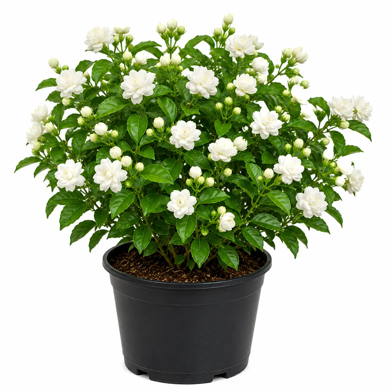 Kundu Malli Plant