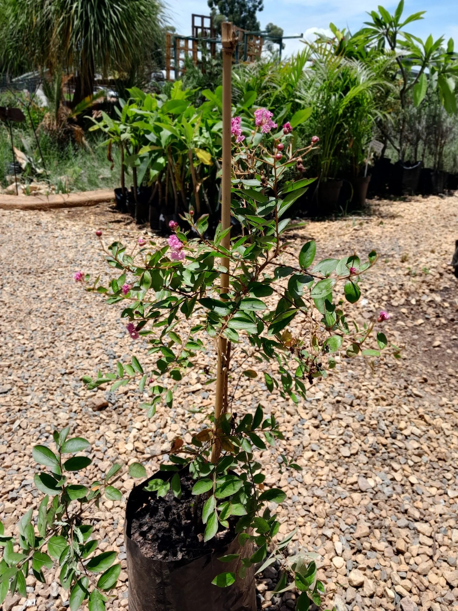 Lagerstroemia Live Flowering Plant, Purple Crape Myrtle, Ornamental Flower, Healthy Rooted