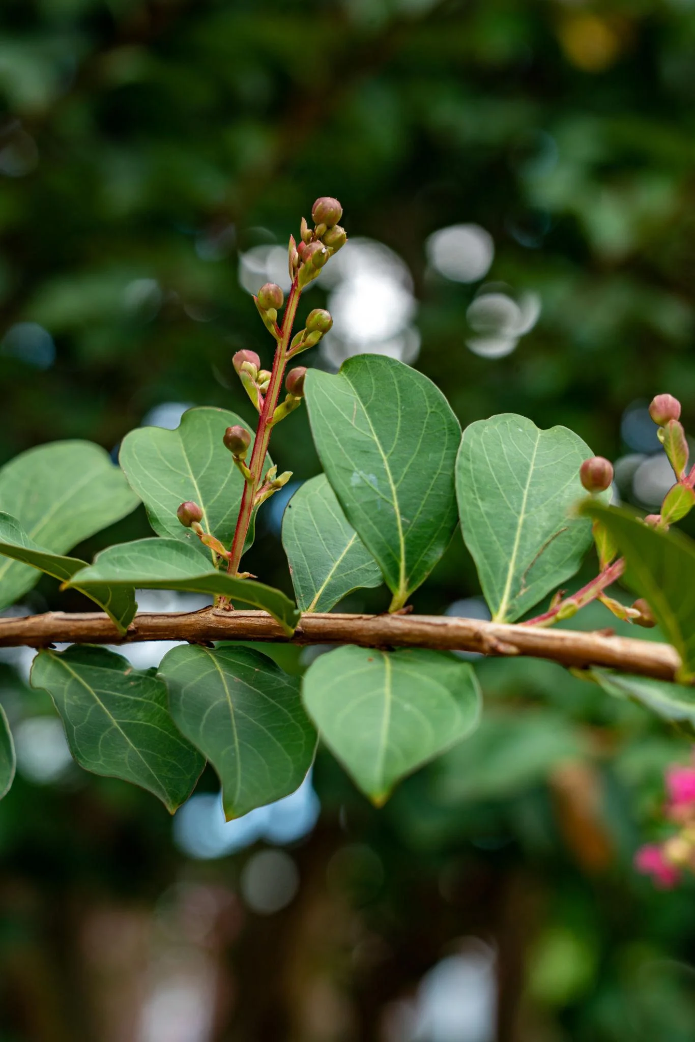 Lagerstroemia Live Flowering Plant, Purple Crape Myrtle, Ornamental Flower, Healthy Rooted thumbnail 2