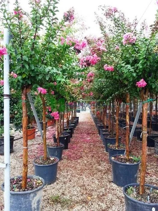 Lagerstroemia Live Flowering Plant, Purple Crape Myrtle, Ornamental Flower, Healthy Rooted thumbnail 3