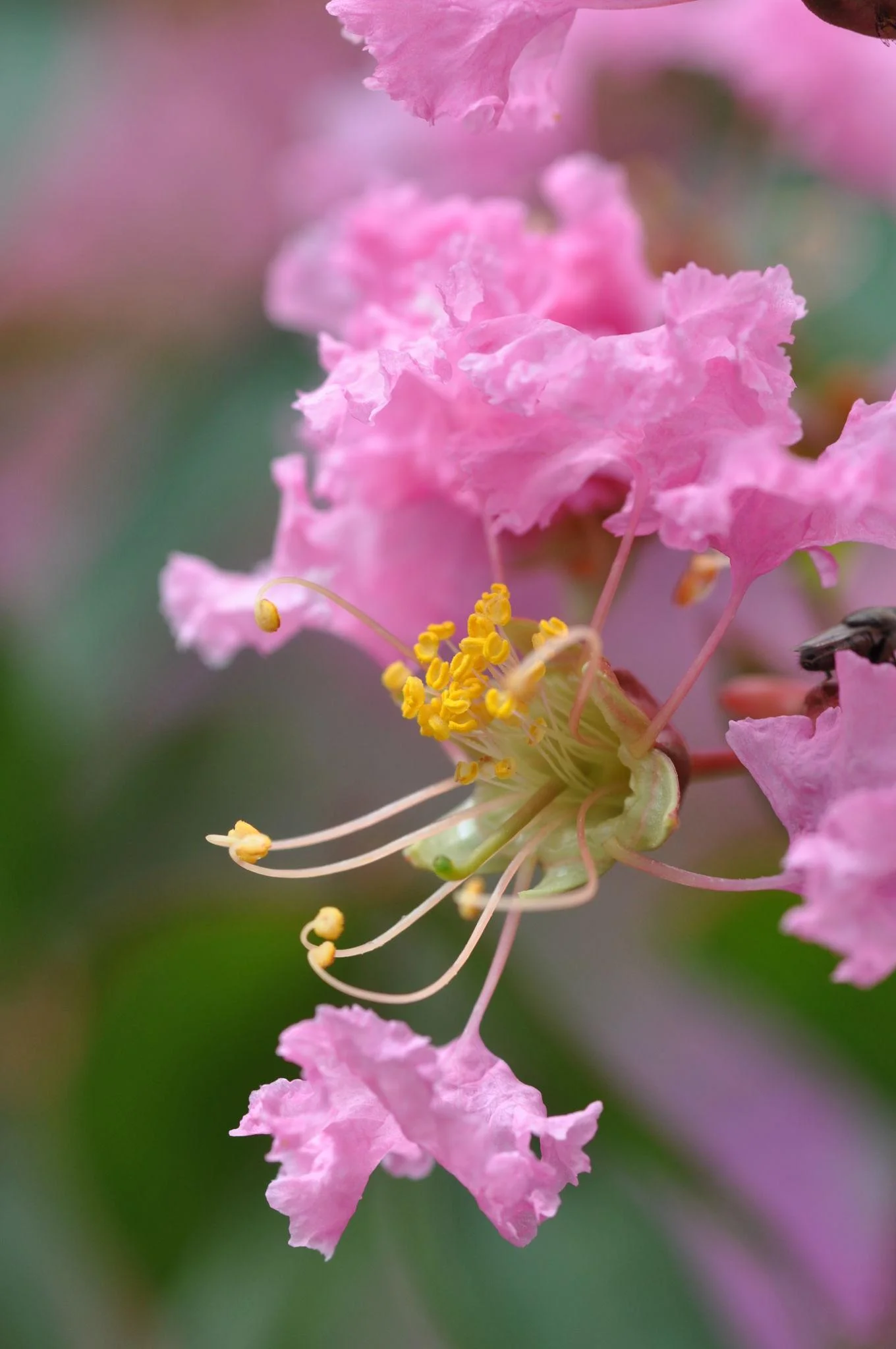 Lagerstroemia Live Flowering Plant, Purple Crape Myrtle, Ornamental Flower, Healthy Rooted thumbnail 4