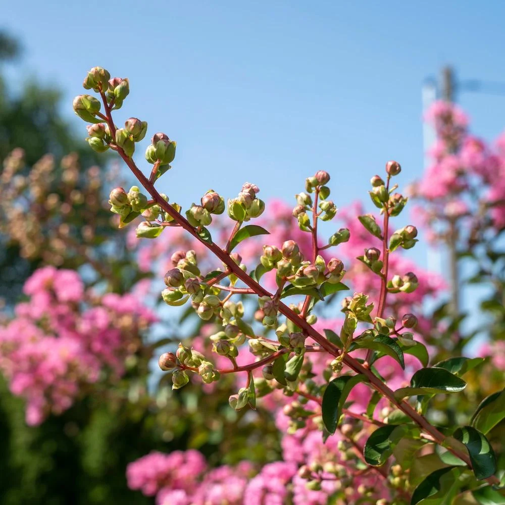 Lagerstroemia Live Flowering Plant, Purple Crape Myrtle, Ornamental Flower, Healthy Rooted thumbnail 5