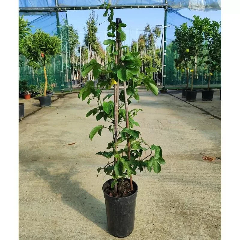Live Passion Fruit Plant, Healthy Rooted Vine, Fast Growing, Suitable For Home Garden thumbnail 2