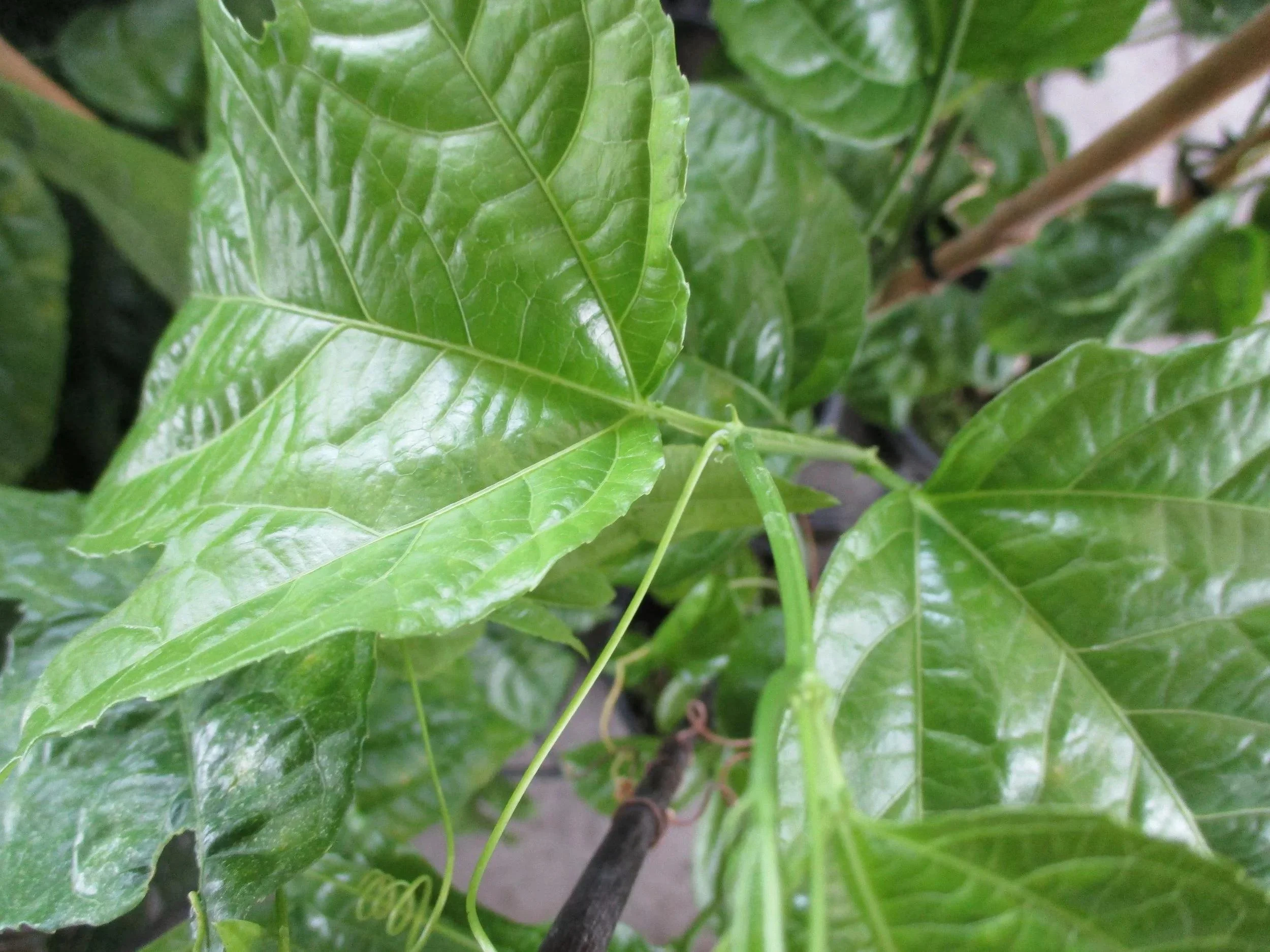 Live Passion Fruit Plant, Healthy Rooted Vine, Fast Growing, Suitable For Home Garden thumbnail 3