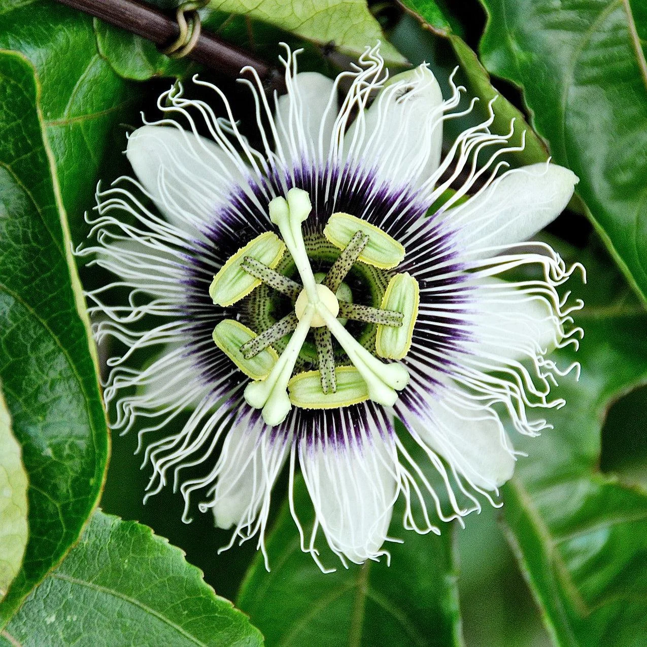Live Passion Fruit Plant, Healthy Rooted Vine, Fast Growing, Suitable For Home Garden thumbnail 4