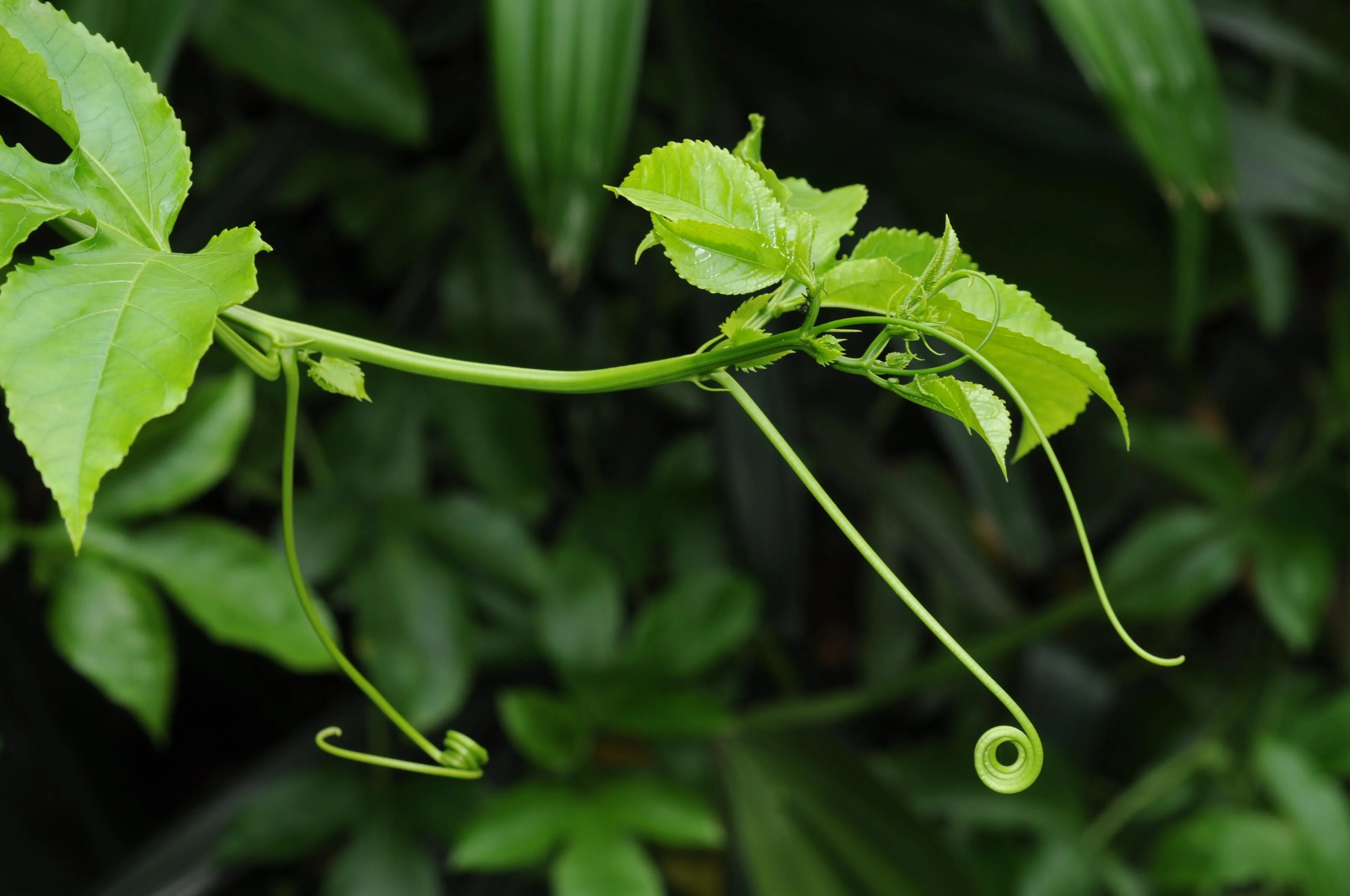 Live Passion Fruit Plant, Healthy Rooted Vine, Fast Growing, Suitable For Home Garden thumbnail 5