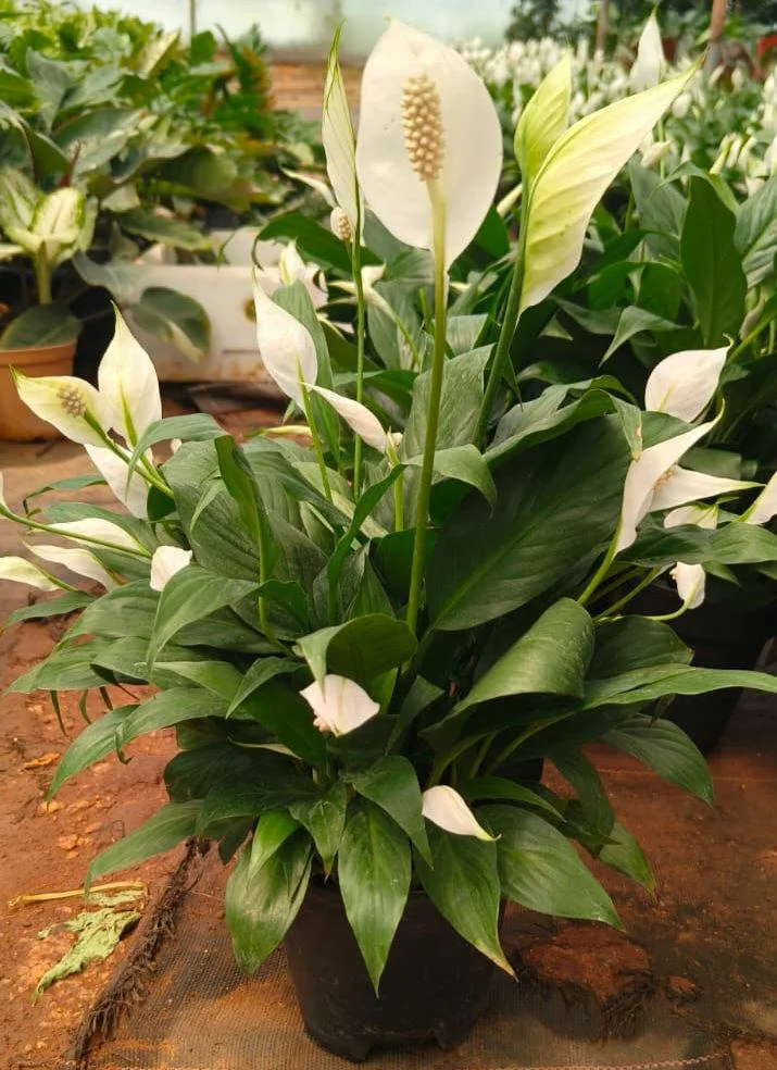 Live Peace Lily Or Spathiphyllum Plant Indoor Outdoor Plant Air Purifier Oxygen Supplier Good Luck With Round Pot For Living Room/bedroom/house/office (peace Lilly) (single Peace Lilly)