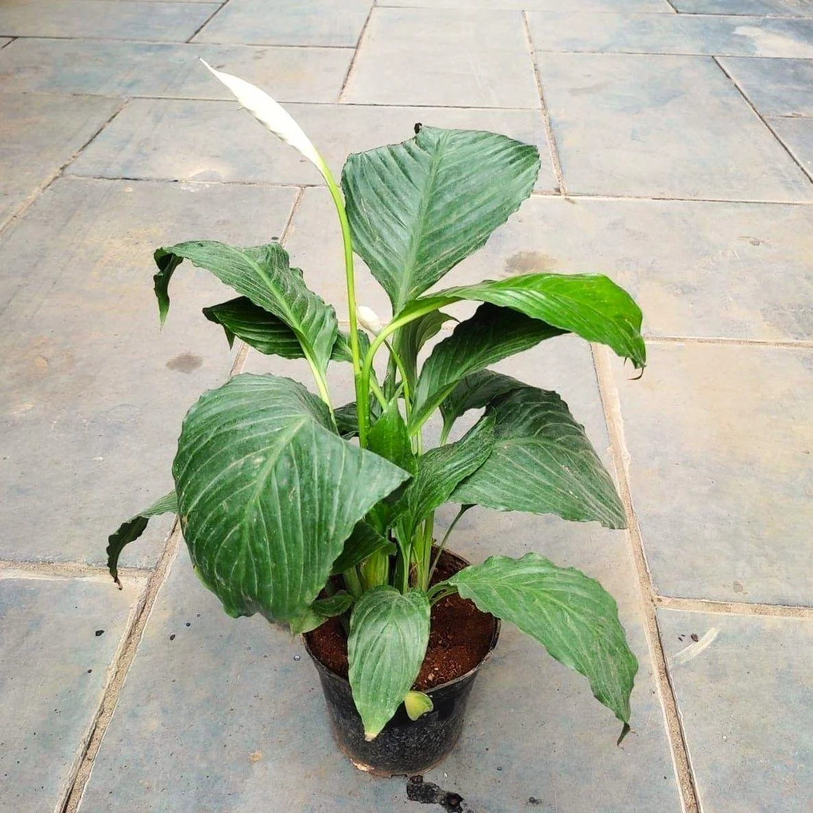 Live Peace Lily Or Spathiphyllum Plant Indoor Outdoor Plant Air Purifier Oxygen Supplier Good Luck With Round Pot For Living Room/bedroom/house/office (peace Lilly) (single Peace Lilly) thumbnail 2