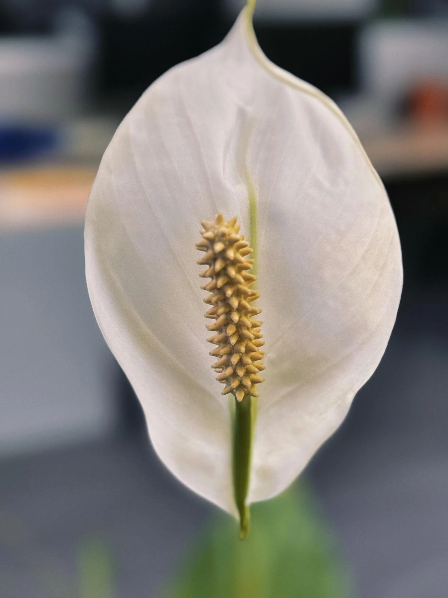 Live Peace Lily Or Spathiphyllum Plant Indoor Outdoor Plant Air Purifier Oxygen Supplier Good Luck With Round Pot For Living Room/bedroom/house/office (peace Lilly) (single Peace Lilly) thumbnail 3