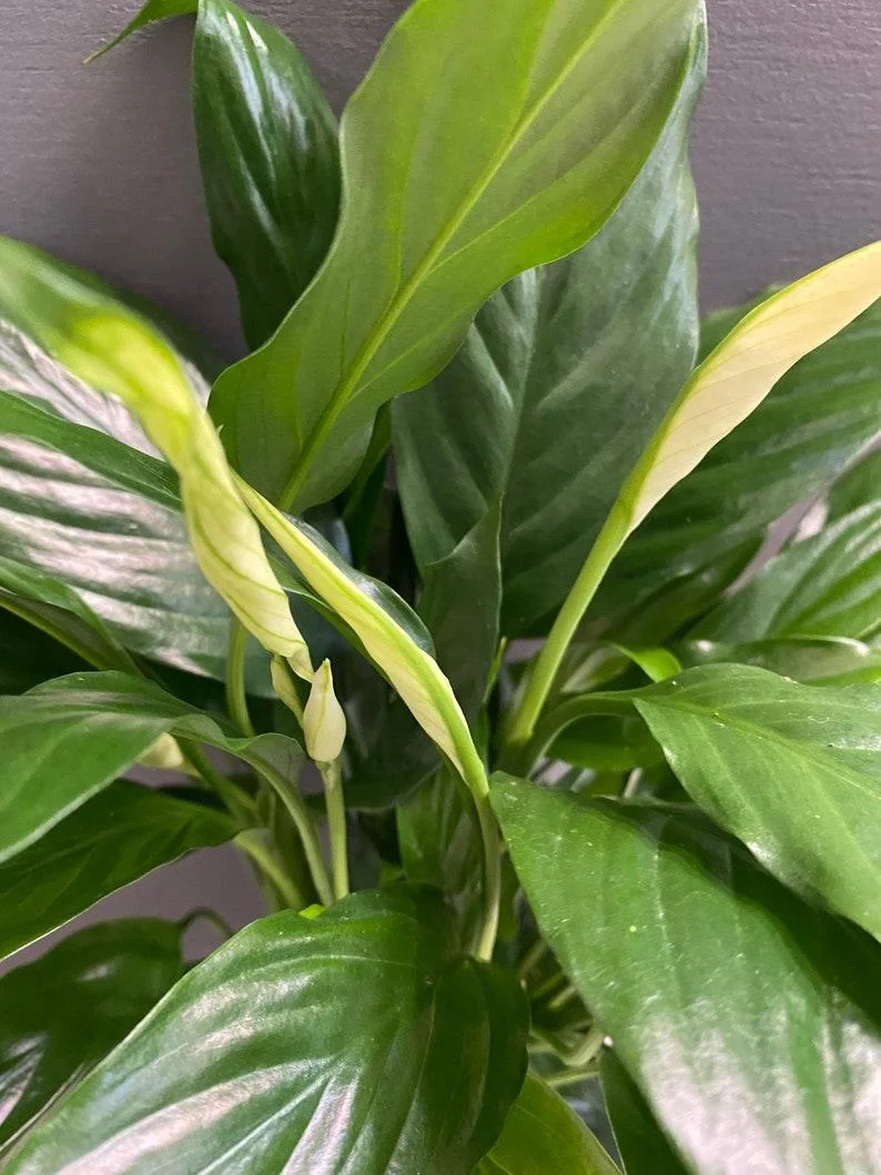 Live Peace Lily Or Spathiphyllum Plant Indoor Outdoor Plant Air Purifier Oxygen Supplier Good Luck With Round Pot For Living Room/bedroom/house/office (peace Lilly) (single Peace Lilly) thumbnail 4