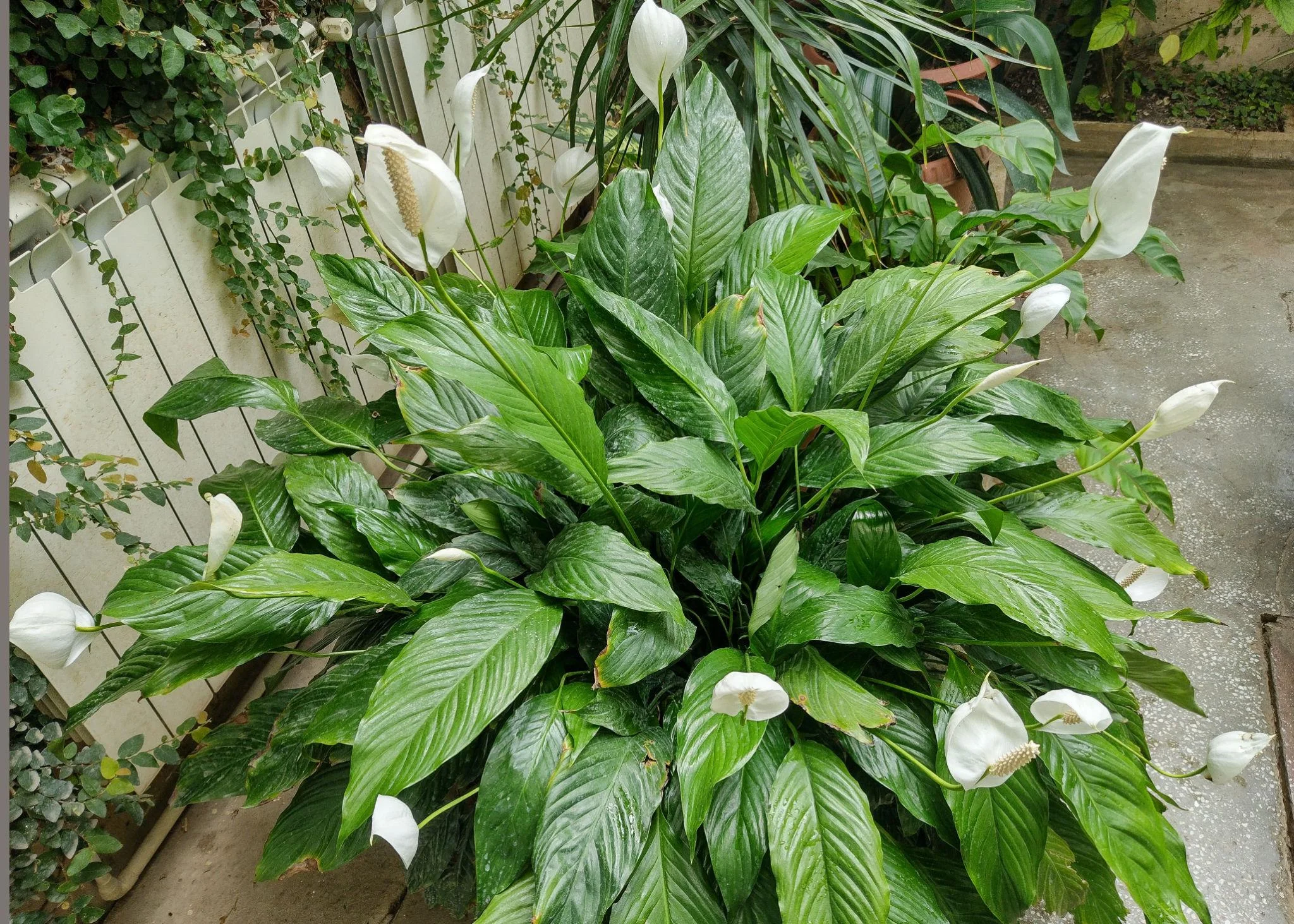 Live Peace Lily Or Spathiphyllum Plant Indoor Outdoor Plant Air Purifier Oxygen Supplier Good Luck With Round Pot For Living Room/bedroom/house/office (peace Lilly) (single Peace Lilly) thumbnail 5