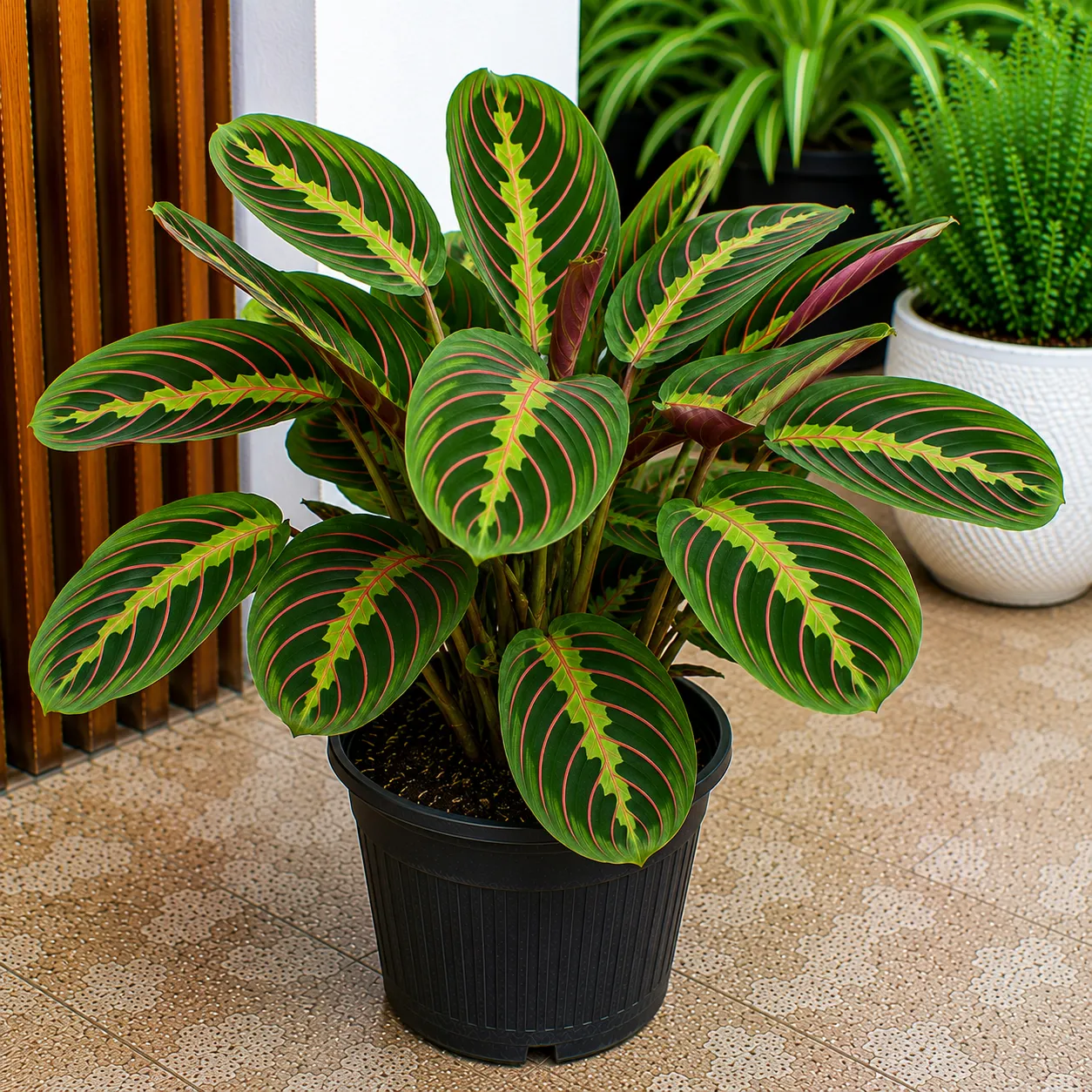 Maranta