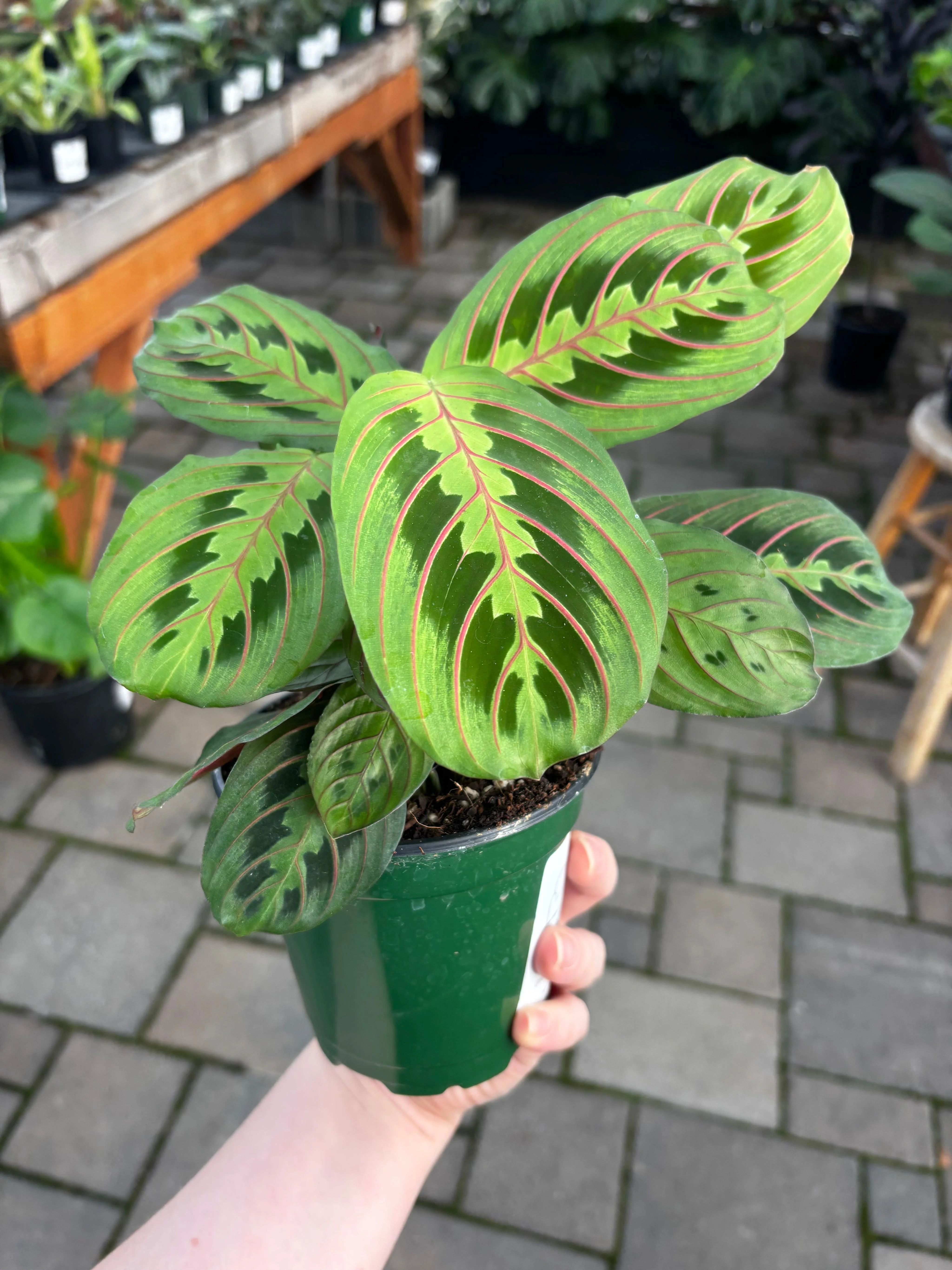 Maranta