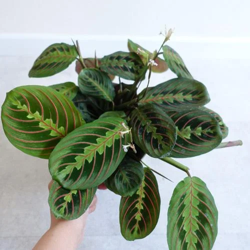 Maranta thumbnail 2
