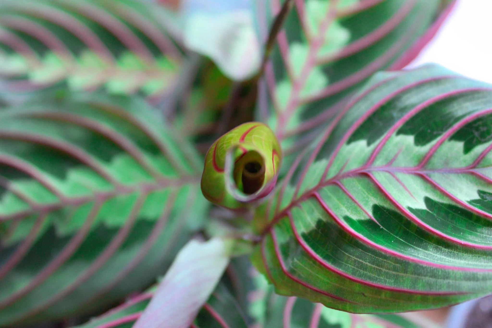 Maranta thumbnail 3