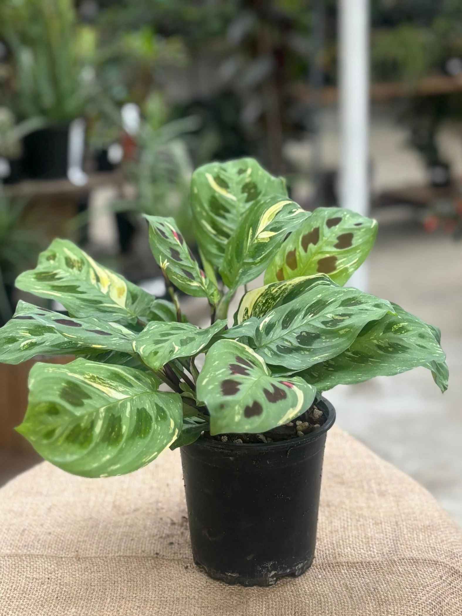 Maranta thumbnail 4