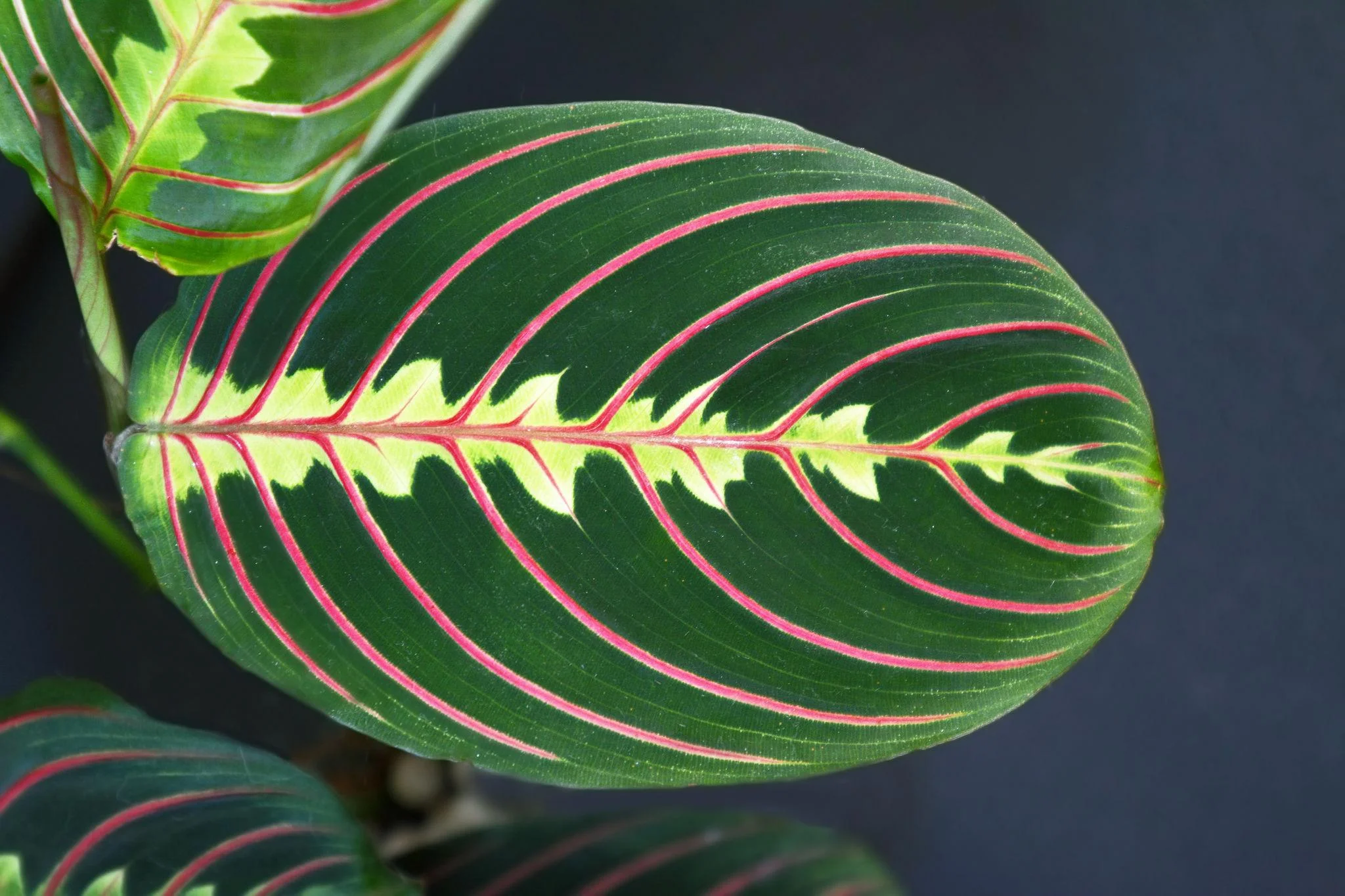 Maranta thumbnail 5