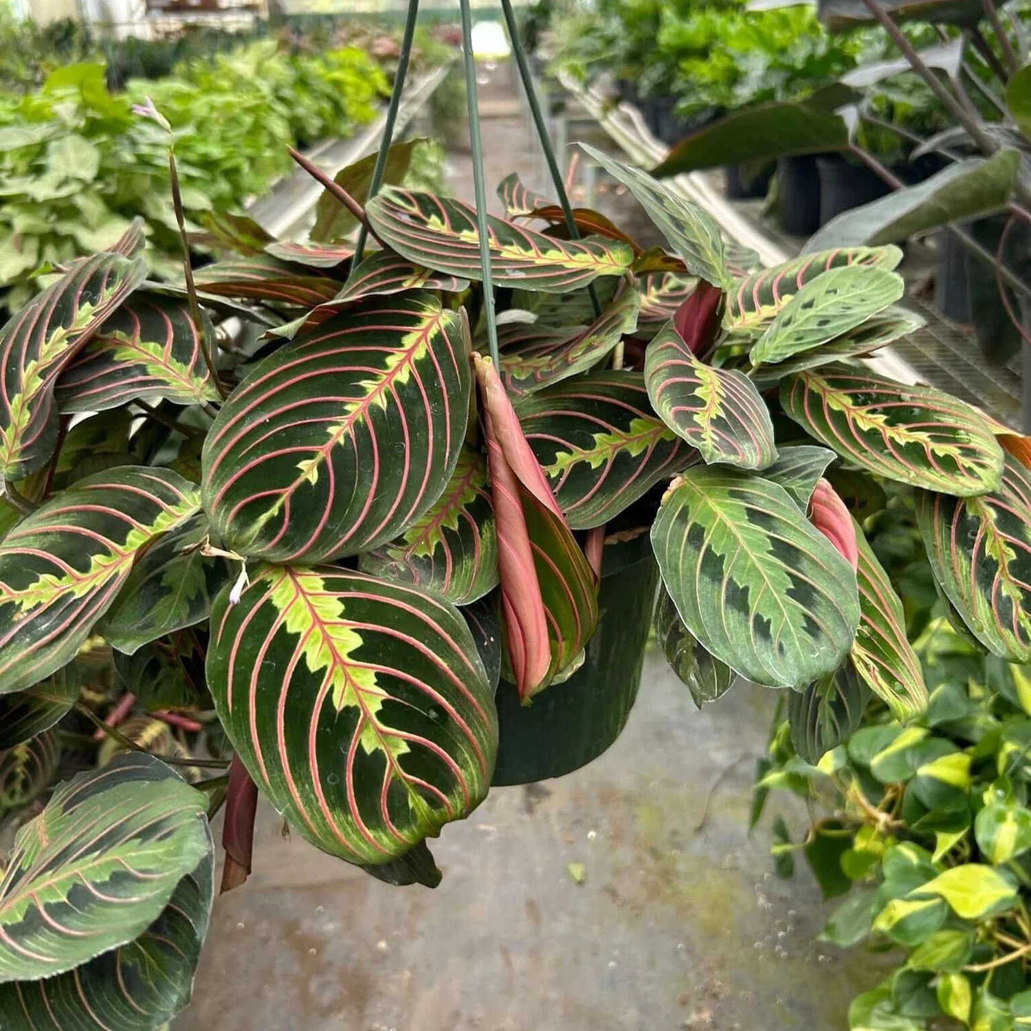 Maranta