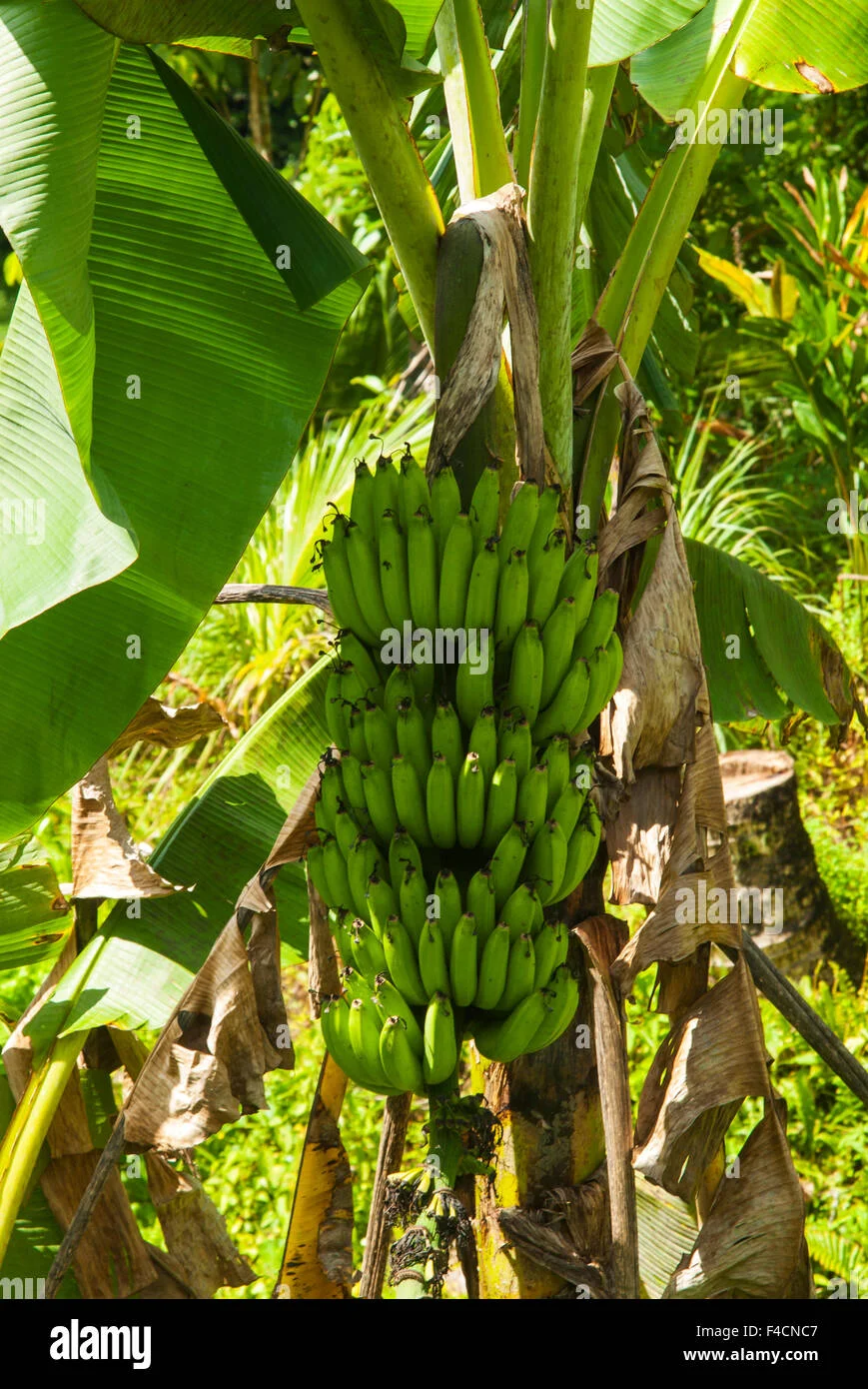 Mayalacian Banana thumbnail 2