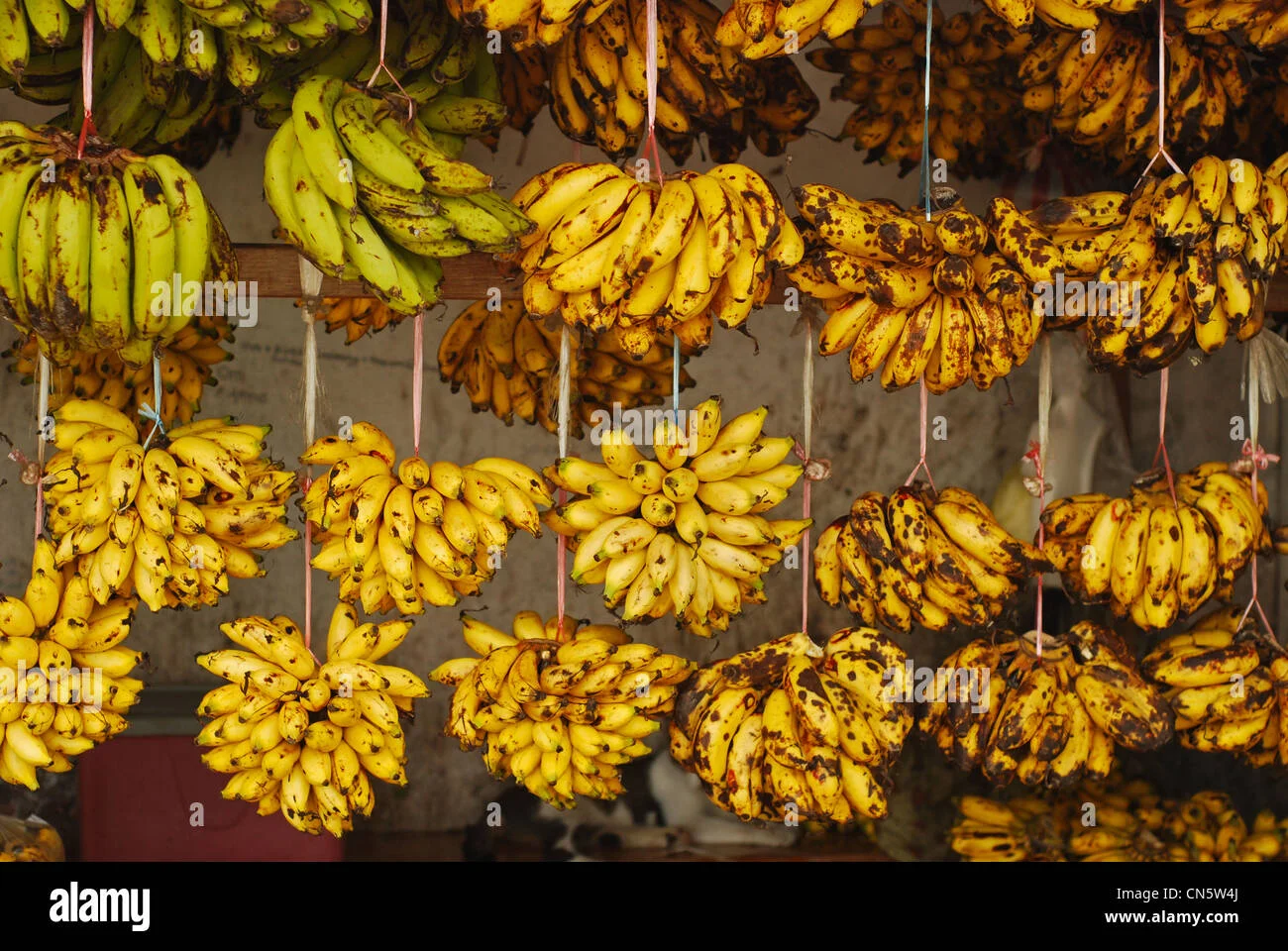 Mayalacian Banana thumbnail 4
