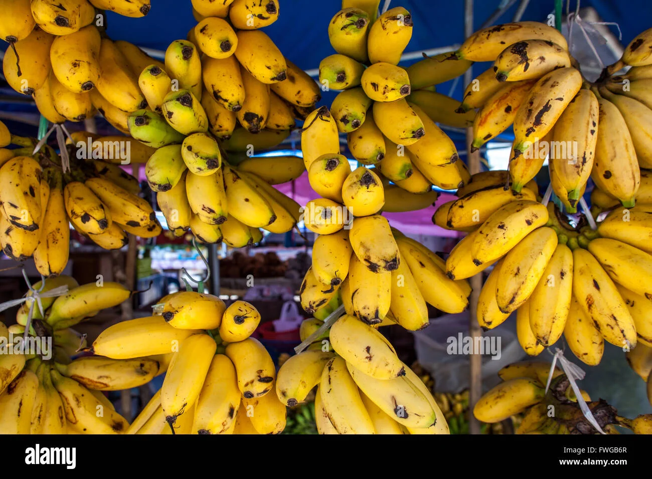 Mayalacian Banana thumbnail 5