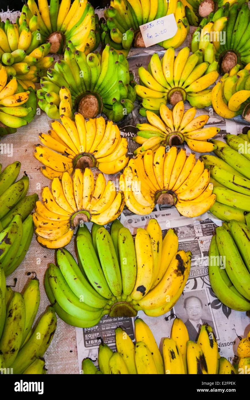 Mayalacian Banana thumbnail 6