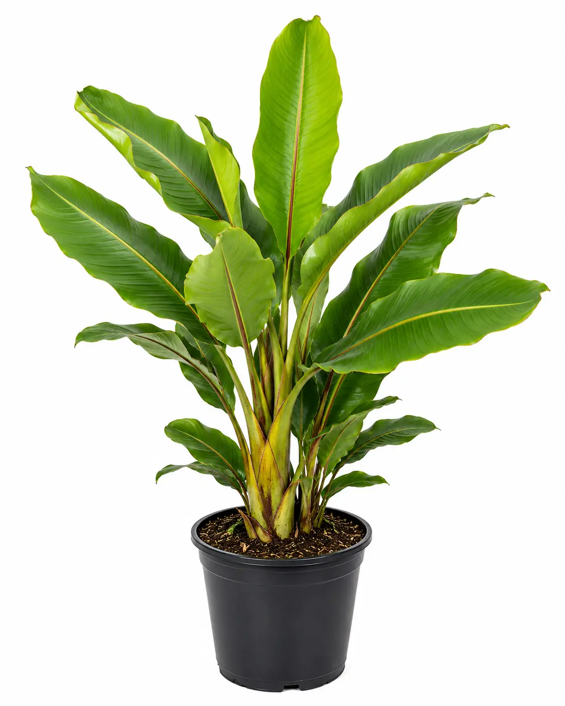 Mayalacian Banana