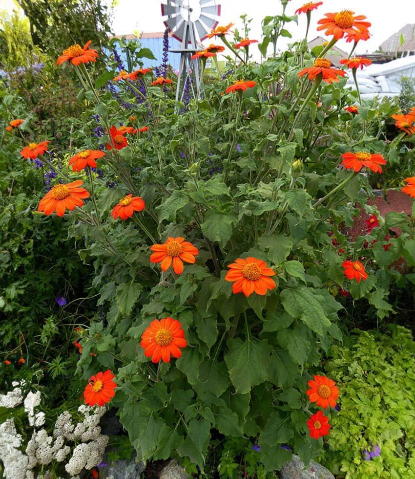Mexican Sunflower