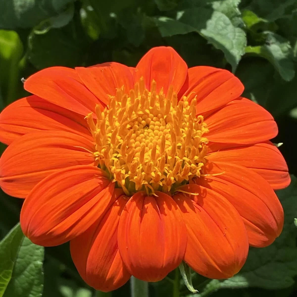 Mexican Sunflower thumbnail 2