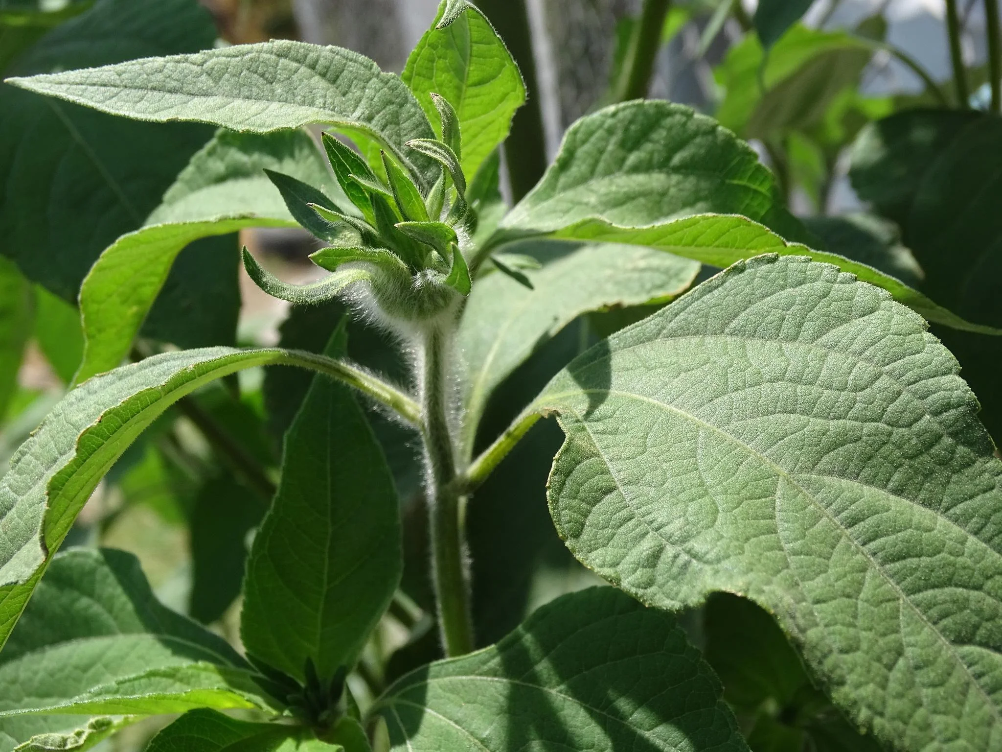 Mexican Sunflower thumbnail 3
