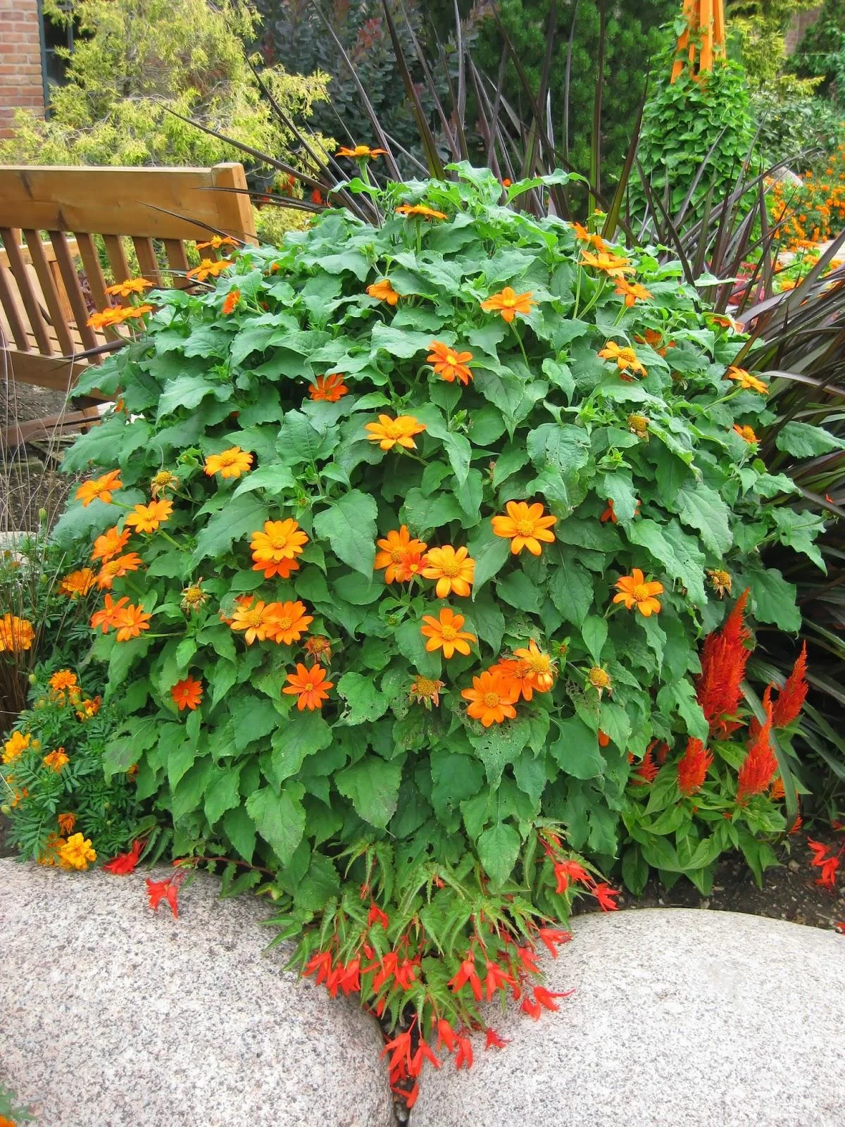 Mexican Sunflower thumbnail 4