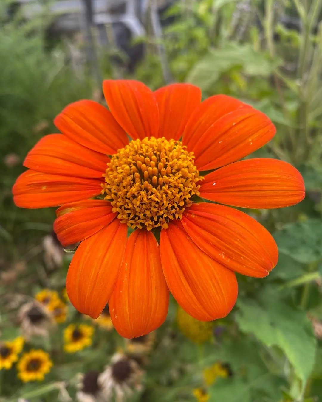 Mexican Sunflower thumbnail 5