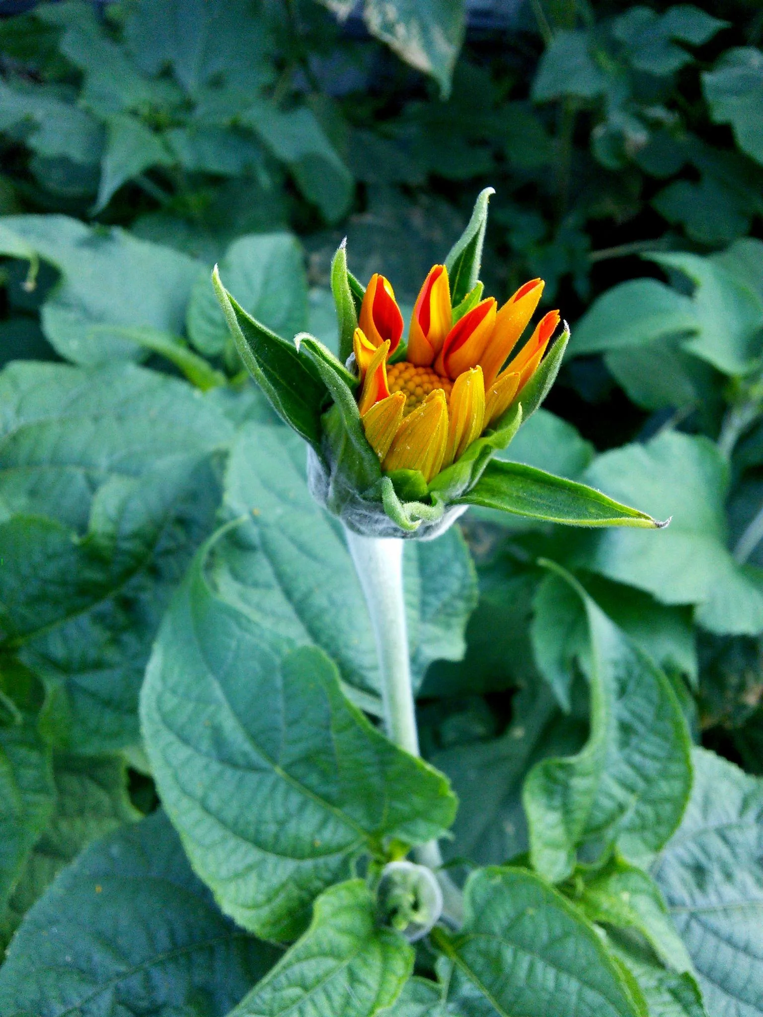 Mexican Sunflower thumbnail 6