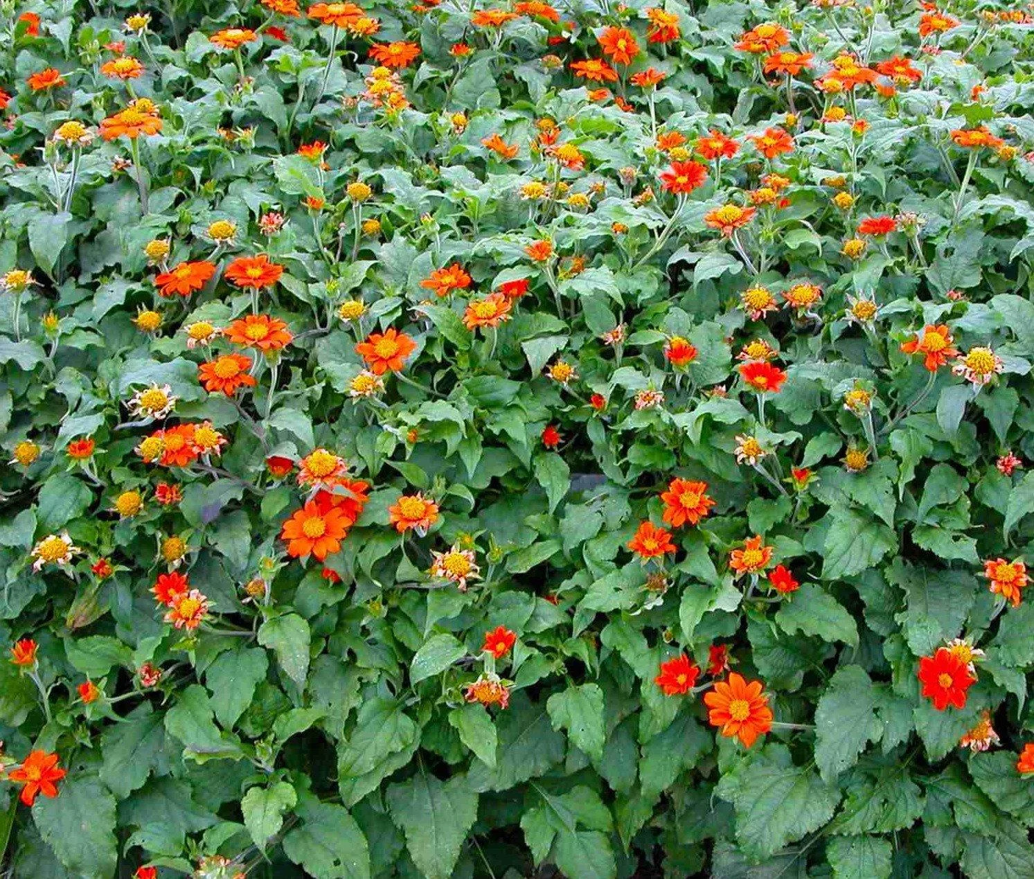 Mexican Sunflower thumbnail 7