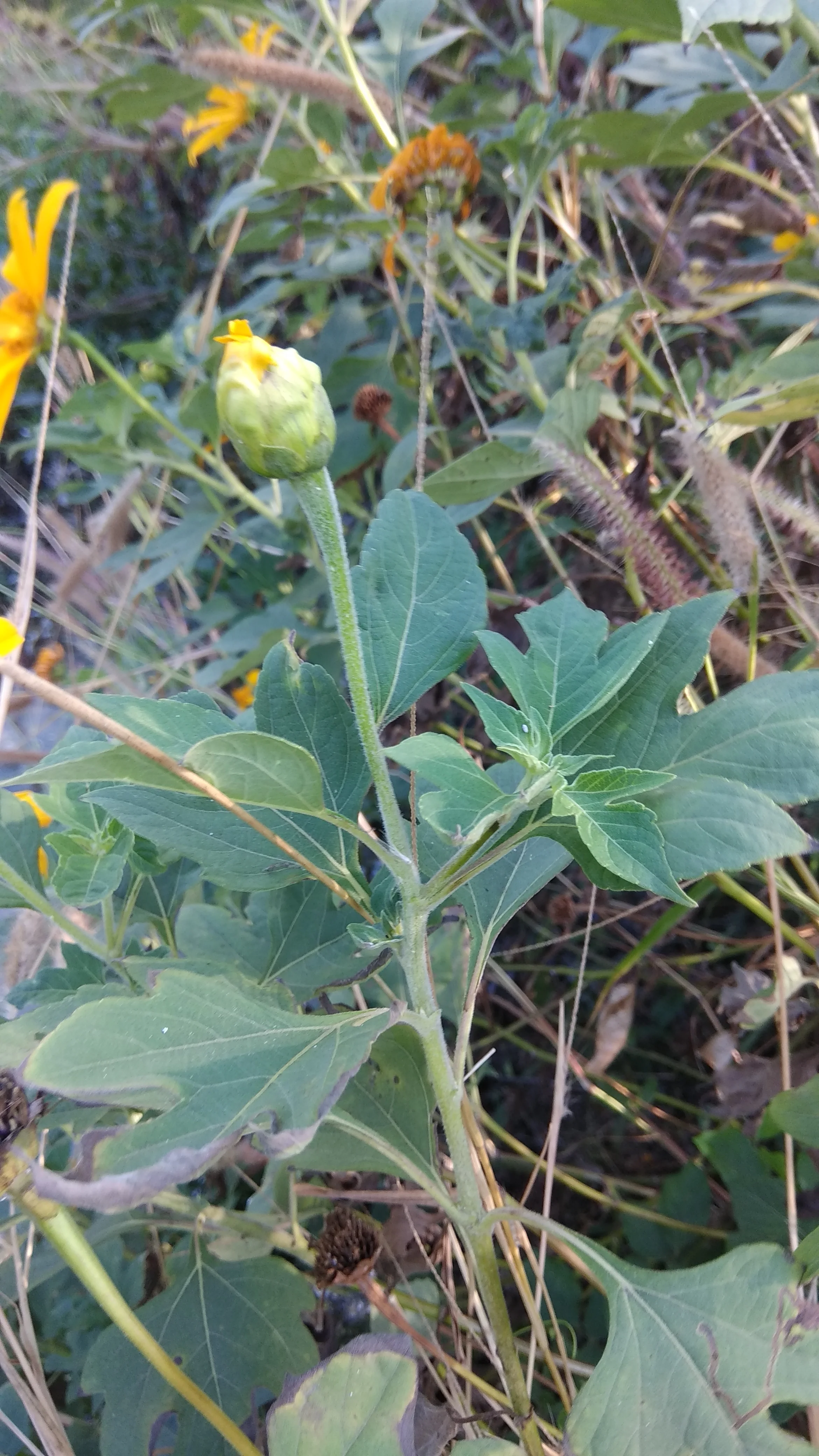 Mexican Sunflower
