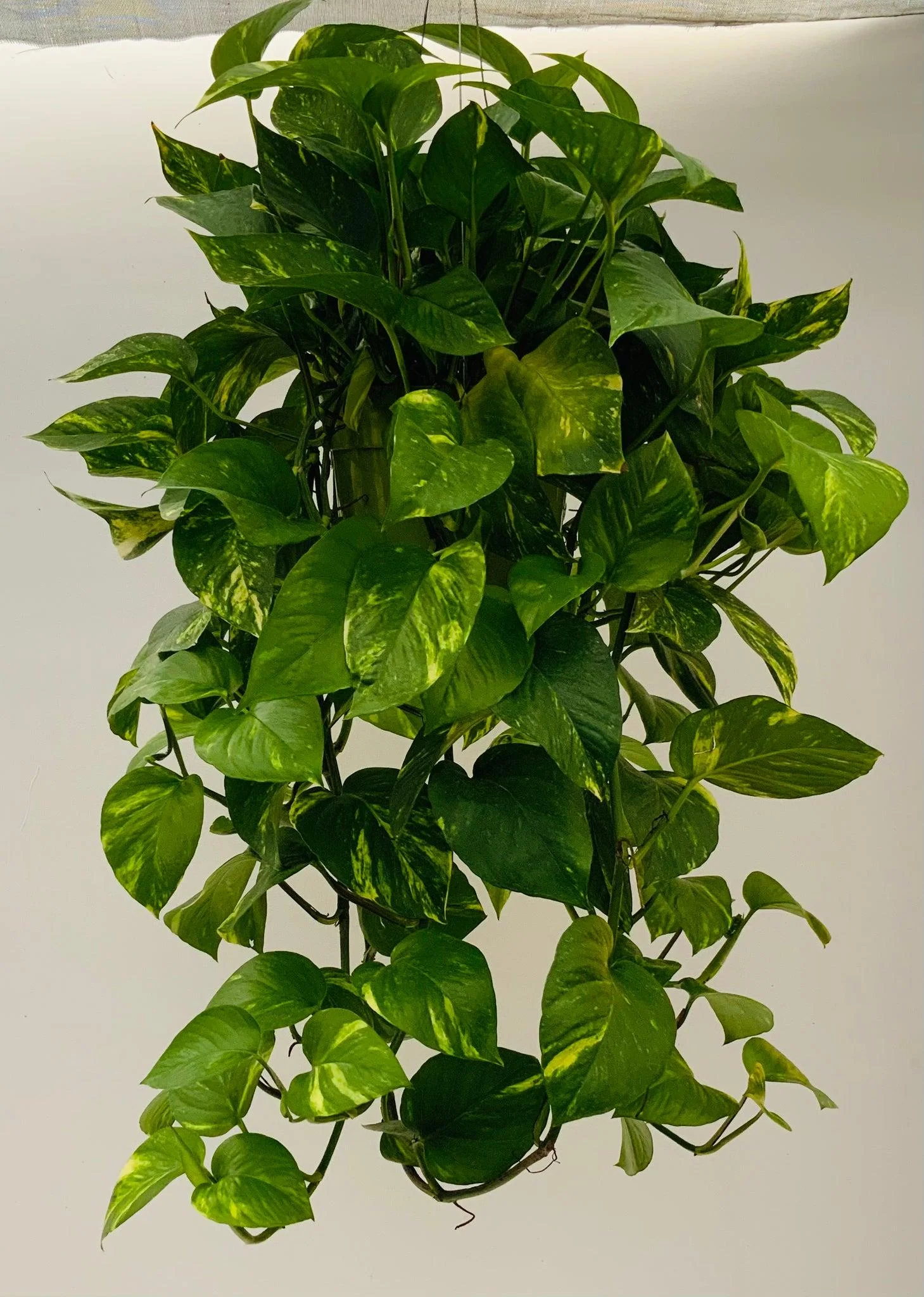 Money Plant