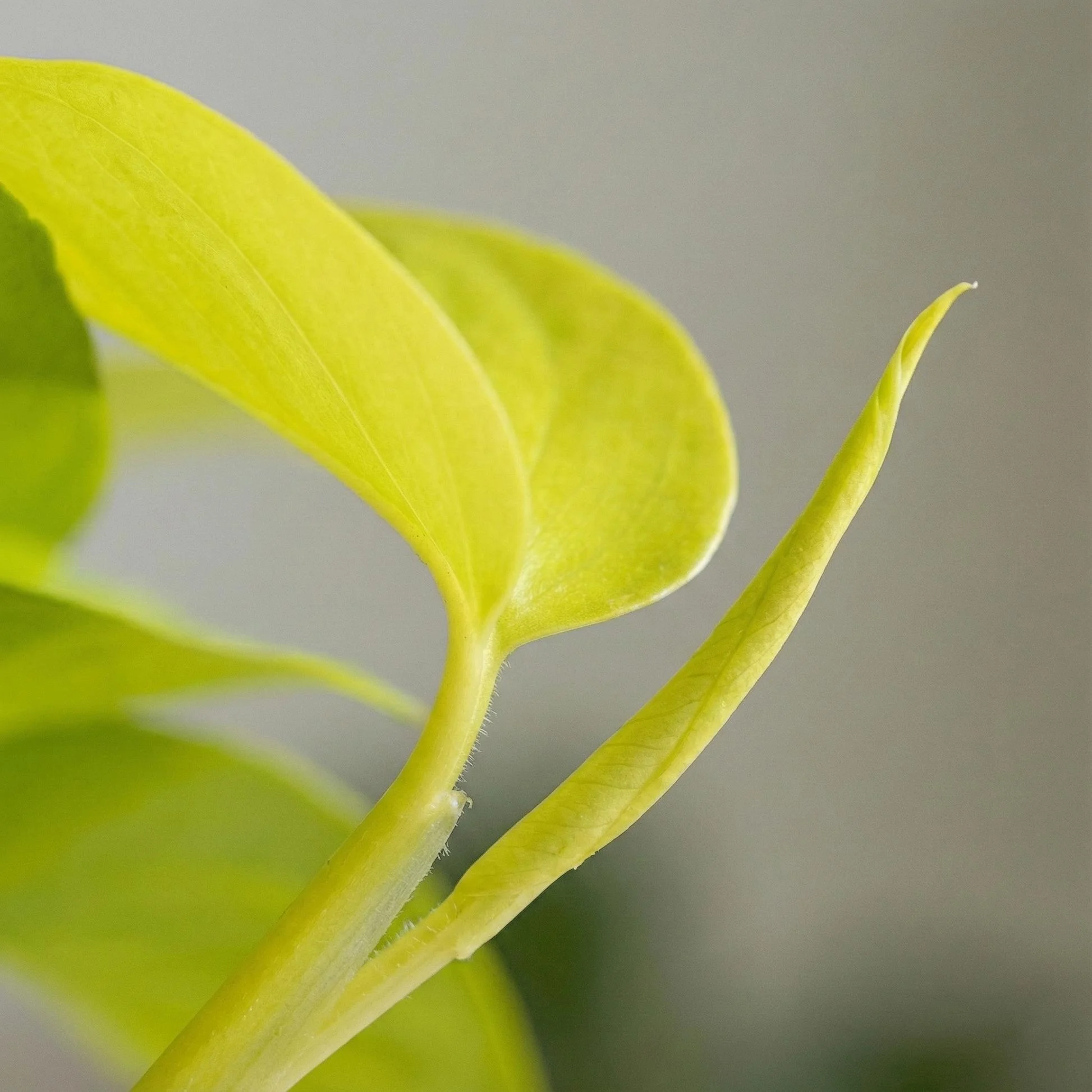 Money Plant thumbnail 2