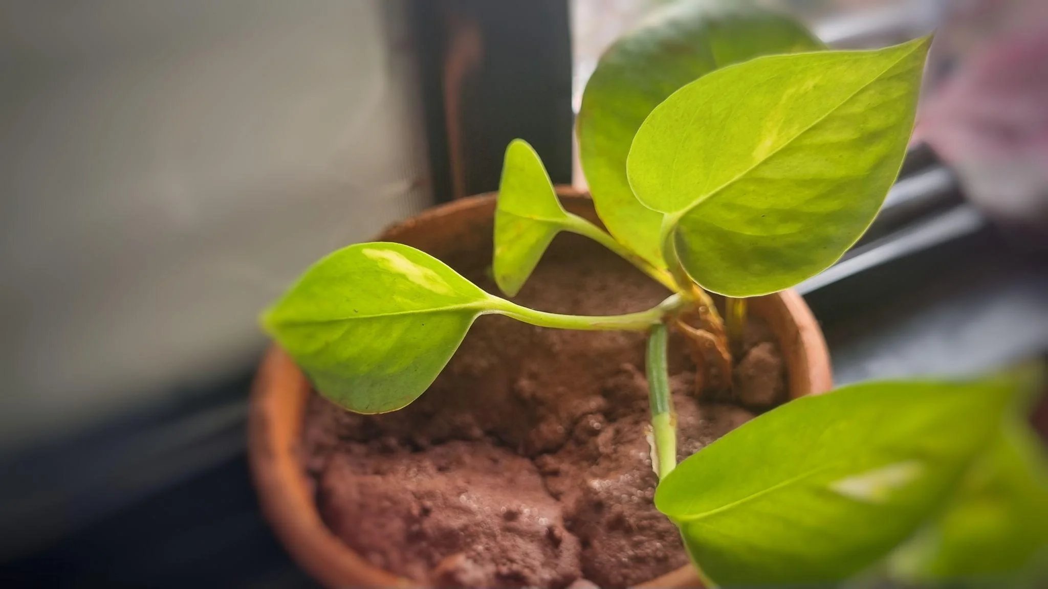 Money Plant thumbnail 3